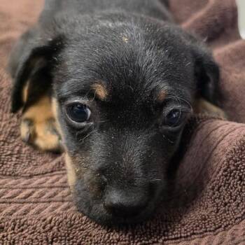 Lopez -  Mixed Breed Dog for Adoption in Yuma, Arizona - Lopez | PetCurious