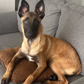 Rescue Belgian Shepherd Malinois Dogs for Adoption in San Diego, California - Jasper | PetCurious
