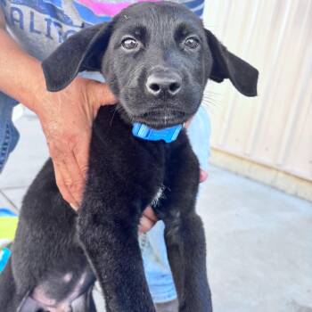 Smokey (light blue collar) -  Mixed Breed Dog for Adoption in Bismarck, North Dakota - Smokey (light Blue Collar) | PetCurious