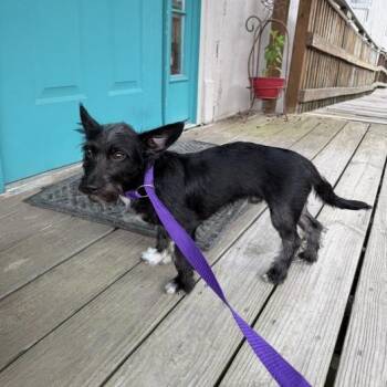 Black-Eyed Pea -  Terrier and Mixed Breed Dog for Adoption in Carencro, Louisiana - Black-Eyed Pea | PetCurious