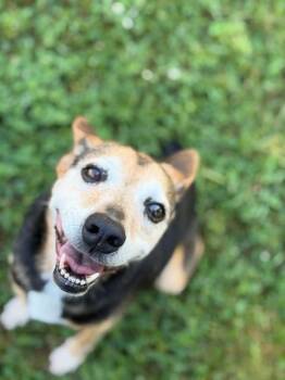 Doris -  Australian Cattle Dog Blue Heeler and Terrier Dog for Adoption in Fayetteville, Arkansas - Doris | PetCurious