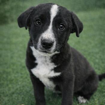 Mixed Breed Dogs Available for Adoption - ADDIE | PetCurious