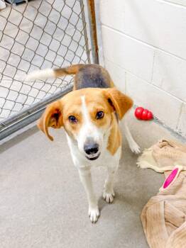 Beagle Dogs Available for Adoption in Sanford, North Carolina - Spinach | PetCurious