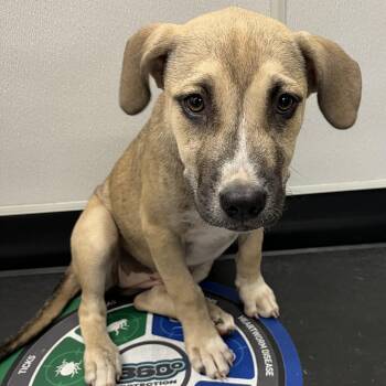 Karina -  Black Mouth Cur and Mixed Breed Dog for Adoption in Tampa, Florida - Karina | PetCurious