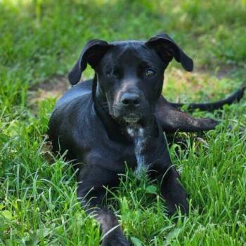Trinket -  Chihuahua and Pit Bull Terrier Dog for Adoption in Broken Arrow, Oklahoma - Trinket | PetCurious