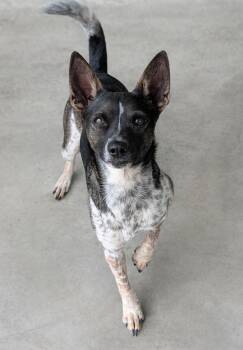 Fox Terrier Dogs Available for Adoption in Baton Rouge, Louisiana - Diego | PetCurious