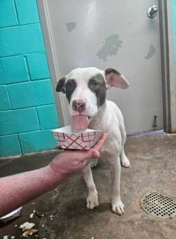 Pit Bull Terrier Dogs Available for Adoption - Popcorn | PetCurious