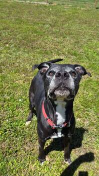 TK -  Pit Bull Terrier Dog for Adoption in Brewster, New York - TK | PetCurious