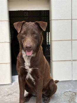 Labrador Retriever and Mixed Breed Dogs Available for Adoption in Corpus Christi, Texas - LEE ANN | PetCurious