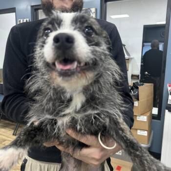 Terrier and Mixed Breed Dogs Available for Adoption - Cherry | PetCurious