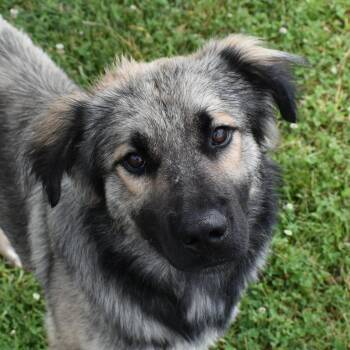 Rulo -  Shepherd Dog for Adoption in Auburn, Nebraska - Rulo | PetCurious