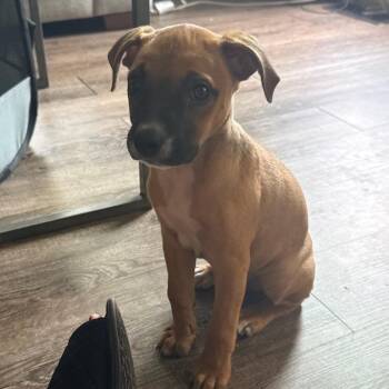 Rayn -  Pit Bull Terrier and Mixed Breed Dog for Adoption in East St. Louis, Illinois - Rayn | PetCurious