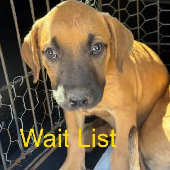 Buggsy -  Black Mouth Cur Dog for Adoption in Livingston, Texas - Buggsy | PetCurious