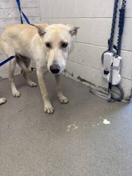 LENA -  Siberian Husky Dog for Adoption in San Bernardino, California - LENA | PetCurious