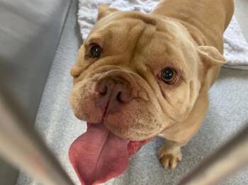 AIMEE -  French Bulldog and English Bulldog Dog for Adoption in Tustin, California - AIMEE | PetCurious