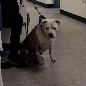 Nightmare -  Mixed Breed Dog for Adoption in Philadelphia, Pennsylvania - Nightmare | PetCurious