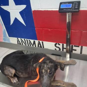 Bruno -  Mixed Breed Dog for Adoption in Lufkin, Texas - Bruno | PetCurious