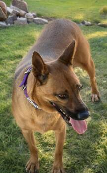 Halo -  Cattle Dog Dog for Adoption in Kingman, Arizona - Halo | PetCurious
