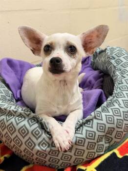 Terrier Dogs Available for Adoption in Fort Myers, Florida - MEADOW | PetCurious