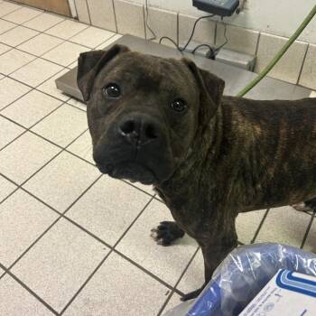 Mixed Breed Dogs Available for Adoption - Smackers | PetCurious