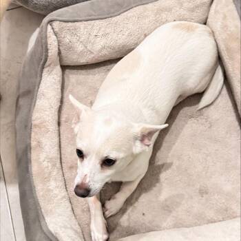 Dom -  Chihuahua Dog for Adoption in Jupiter, Florida - Dom | PetCurious