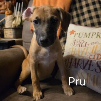 Pru #5 -  Boxer and Black Mouth Cur Dog for Adoption in Bartlett, Tennessee - Pru #5 | PetCurious
