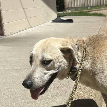 Labrador Retriever Dogs Available for Adoption in Lufkin, Texas - Sophia | PetCurious