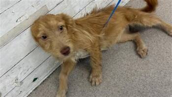 BUTTERCUP -  Border Terrier and Mixed Breed Dog for Adoption in San Bernardino, California - BUTTERCUP | PetCurious