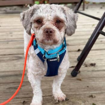 Rye -  Shih Tzu Dog for Adoption in Phoenixville, Pennsylvania - Rye | PetCurious