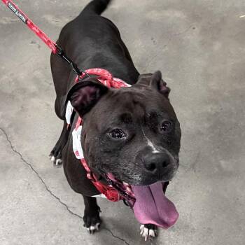 Rue -  Terrier Dog for Adoption in Tampa, Florida - Rue | PetCurious
