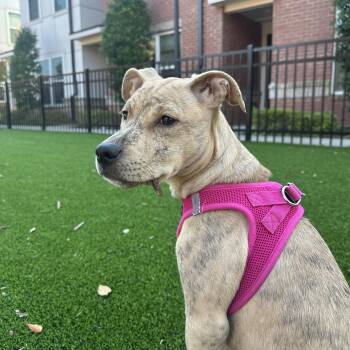 Rescue Labrador Retriever and Hound Dogs for Adoption in Columbia, South Carolina - Laurie Strode | PetCurious