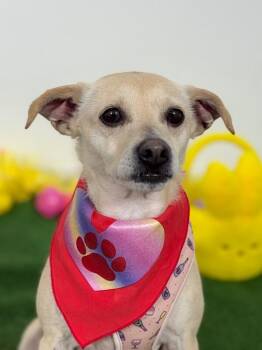Chihuahua and Mixed Breed Dogs Available for Adoption - Rosita | PetCurious