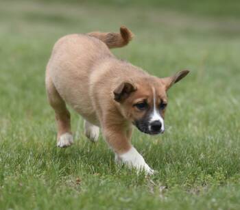 Australian Shepherd and Shepherd Dogs Available for Adoption in Mechanicsburg, Pennsylvania - Amber | PetCurious