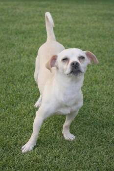 Chihuahua Dogs Available for Adoption - Trix | PetCurious