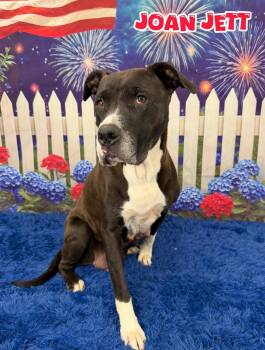 Joan Jett -  Mixed Breed Dog for Adoption in Flint, Michigan - Joan Jett | PetCurious