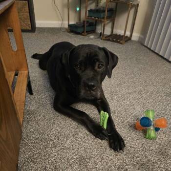 Rescue Mixed Breed Dogs for Adoption in Savannah, Georgia - Kali Mae | PetCurious