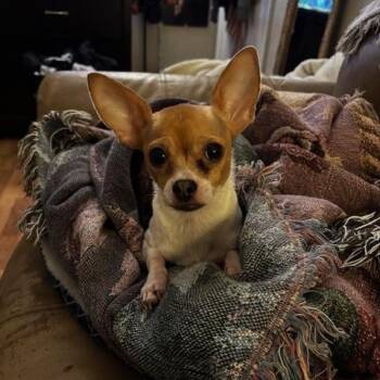 Chihuahua Dogs Available for Adoption - Minnie | PetCurious