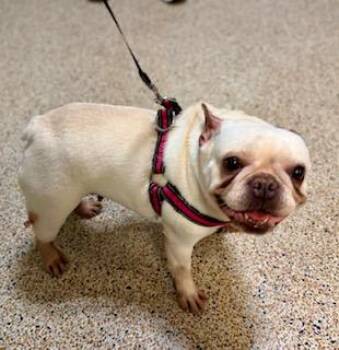 Kira -  French Bulldog Dog for Adoption in Tifton, Georgia - Kira | PetCurious