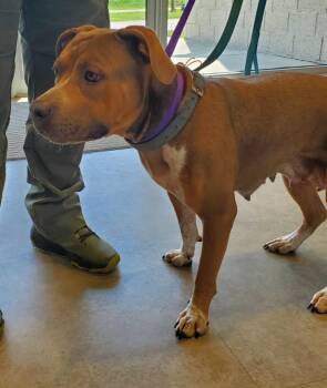 Brownie -  Terrier Dog for Adoption in Bossier City, Louisiana - Brownie | PetCurious