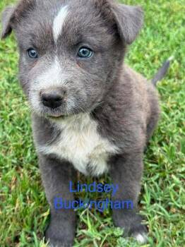 Lindsey Buckingham -  Australian Cattle Dog Blue Heeler Dog for Adoption in Waunakee, Wisconsin - Lindsey Buckingham | PetCurious