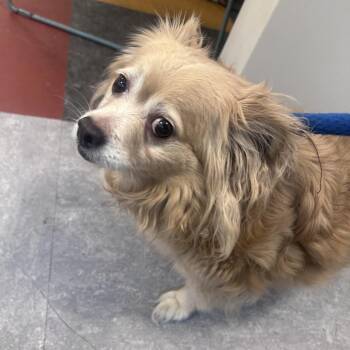 Pelusa -  Shih Tzu Dog for Adoption in Philadelphia, Pennsylvania - Pelusa | PetCurious