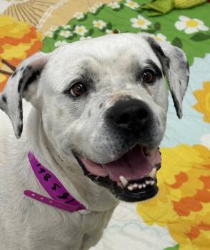 Mixed Breed Dogs Available for Adoption in Detroit, Michigan - Pansie | PetCurious