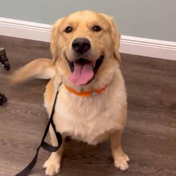 Jax -  Golden Retriever Dog for Adoption in Sunrise, Florida - Jax | PetCurious