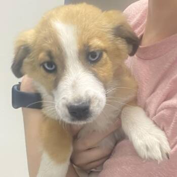 Australian Shepherd Dogs Available for Adoption in Uxbridge, Massachusetts - Bella | PetCurious
