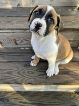 Rescue Mixed Breed Dogs for Adoption in Bahama, North Carolina - Filly | PetCurious