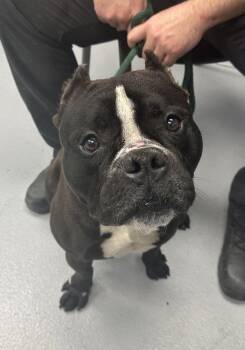 American Bully Dogs Available for Adoption in Lawrenceville, Georgia - Pen 180c | PetCurious