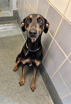 Doberman Pinscher Dogs Available for Adoption in Houston, Texas - DWAYNE | PetCurious