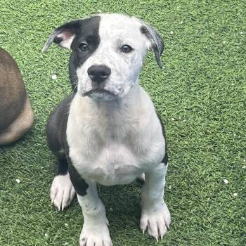 Will 8041 -  Mixed Breed Dog for Adoption in Loxahatchee Groves, Florida - Will 8041 | PetCurious