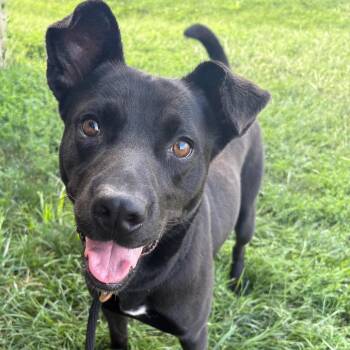 Macho Nacho P4P -  Pit Bull Terrier and Mixed Breed Dog for Adoption in Saint Joseph, Missouri - Macho Nacho P4P | PetCurious