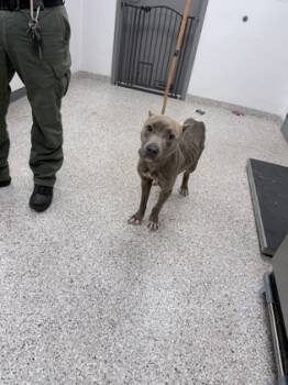 Rescue Terrier and Mixed Breed Dogs for Adoption in Gastonia, North Carolina - 59758837 | PetCurious